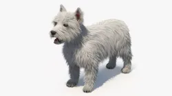 West Highland White Terrier Fur Rigged for Cinema 4D 3D model