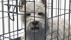 West Highland White Terrier Lying Down Pose in Cage Cinema 4D 3D model