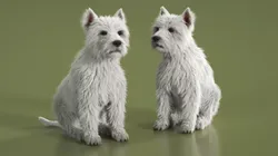 West Highland White Terrier Sitting Pose Fur for Cinema 4D 3D model