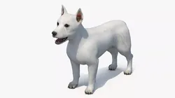 West Highland White Terrier Standard Pose 3D model