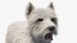 West Highland White Terrier Standard Pose Fur 3D model