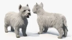 West Highland White Terrier Standard Pose Fur for Cinema 4D 3D model