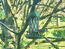 Birdfeeder Spring Edition - Free 3D Print Model