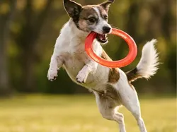 Dog-o Disk - Free 3D Print Model