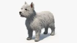 West Highland White Terrier Standing Pose Fur for Cinema 4D 3D model