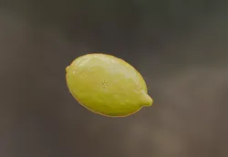 Low Poly Lemon-Fruit Asset 3D print model