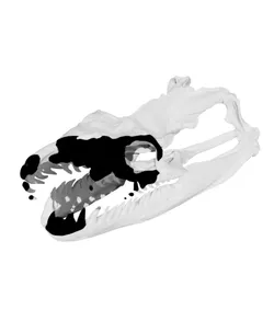 Python Snake Skull