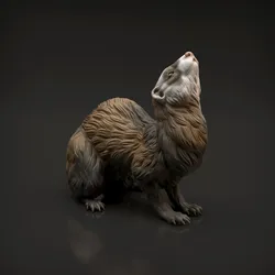 Ferret