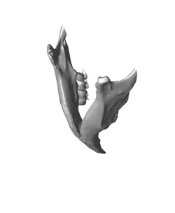 Mouse Skull (Mus Musculus)