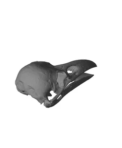 Rook Skull (Corvus Frugilegus)