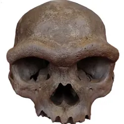 Harbin Cranium Denisovan Skull