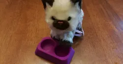 Pet dish for 18" doll pets
