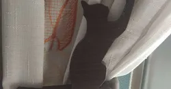 feline curtain holder