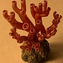 Scatter Coral