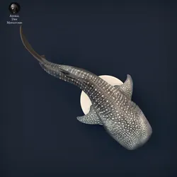 Whale Shark