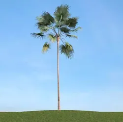 Green High Palm 3D model