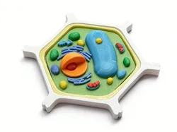 Plant Cell Model - Color-Separated Print, Glue Assembly Version - Free 3D Print Model