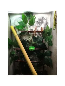 Gecko Gekko feeder