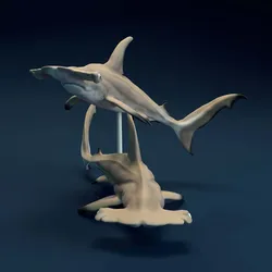 Hammerhead Sharks