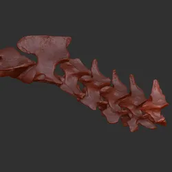 Cervical model of domestic cat