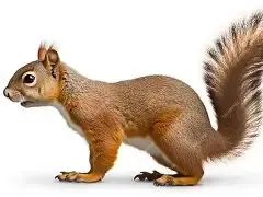 squirrel fidget - Free 3D Print Model