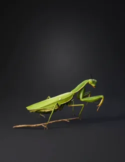 green praying mantis perched on a branch with detailed exoskeleton and