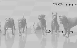 pack dogs