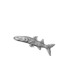 Barracuda