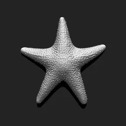 Starfish 5 - 3D Print - Aquarium 3D print model