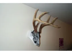Deer Skull Wall Mount