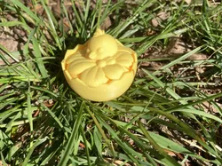 Sleeping Easter chicken  - Free 3D Print Model