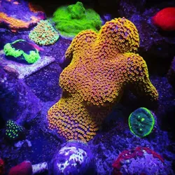 Coral Encrusted Sunbathing Lady