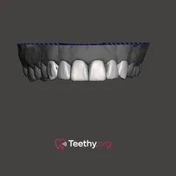 Teeth