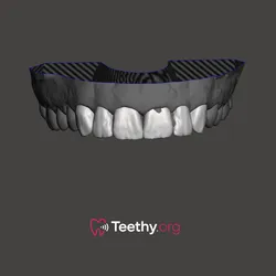 Teeth