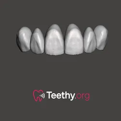 Anterior Teeth