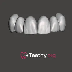 Anterior Teeth