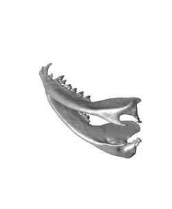 Opossum Skull (Pre Supported)