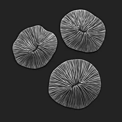 Coral Fossil 02 for 3D Printing - STL 3D - Aquarium - Science
