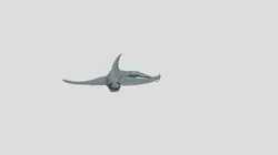 Aircraft Shark