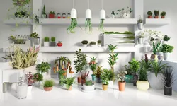 Archmodels vol 141 - high quality indoor plants 3D model