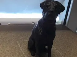Rottweiler - Free 3D Print Model