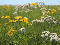 Wildflower Meadow 34-Piece Bundle 3D model