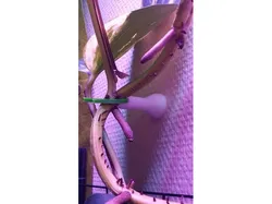 Climbing Plant "wall mount"