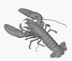 Lobster / Lobster