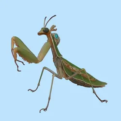 Praying Mantis Ambassador – Envoy of the Luminous Accord