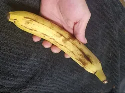 High Resolution Scan of a Banana. Yes, a Banana.