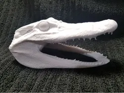 High Resolution Scan of Florida Alligator Head