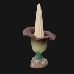 The Titan Arum Flower 3D model (Bunga Bangkai )