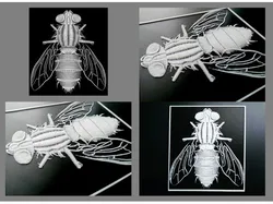 Mosca 3D