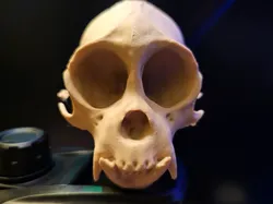 Spider Monkey - Free 3D Print Model